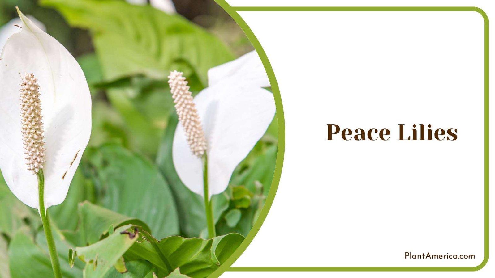 Peace Lilies Beauty Outdoors Plant Americaq