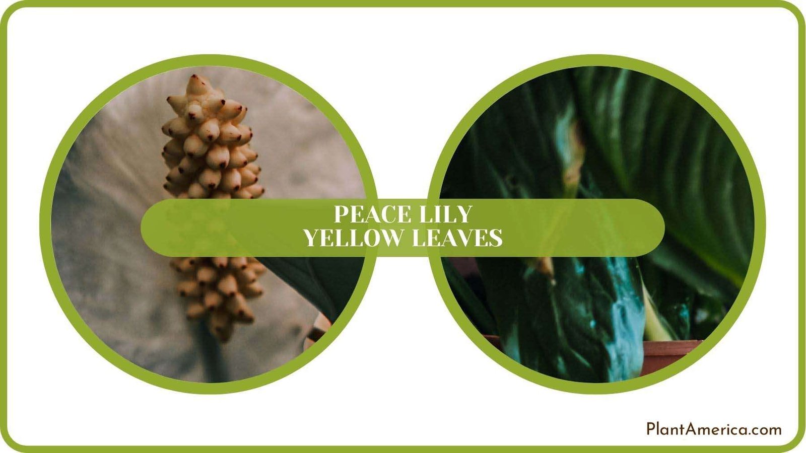 Peace Lily Yellow Leaves Solved PlantAmerica