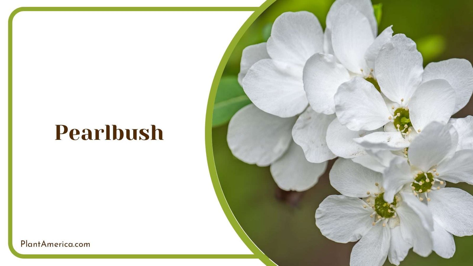 Pearlbush White Shrubs Plant America