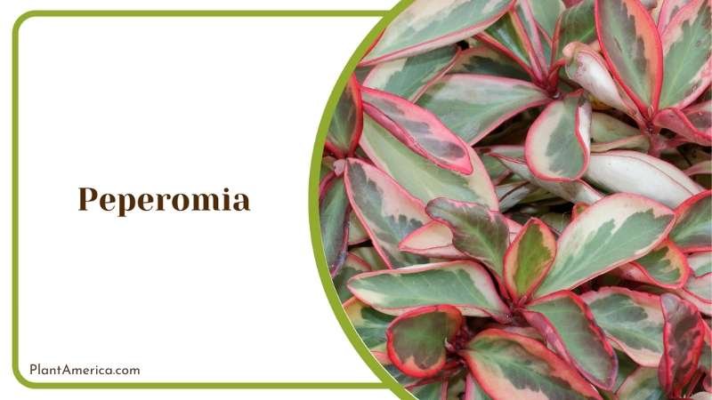 Peperomia Charm Discovering Diverse Leafy Beauty Plant America