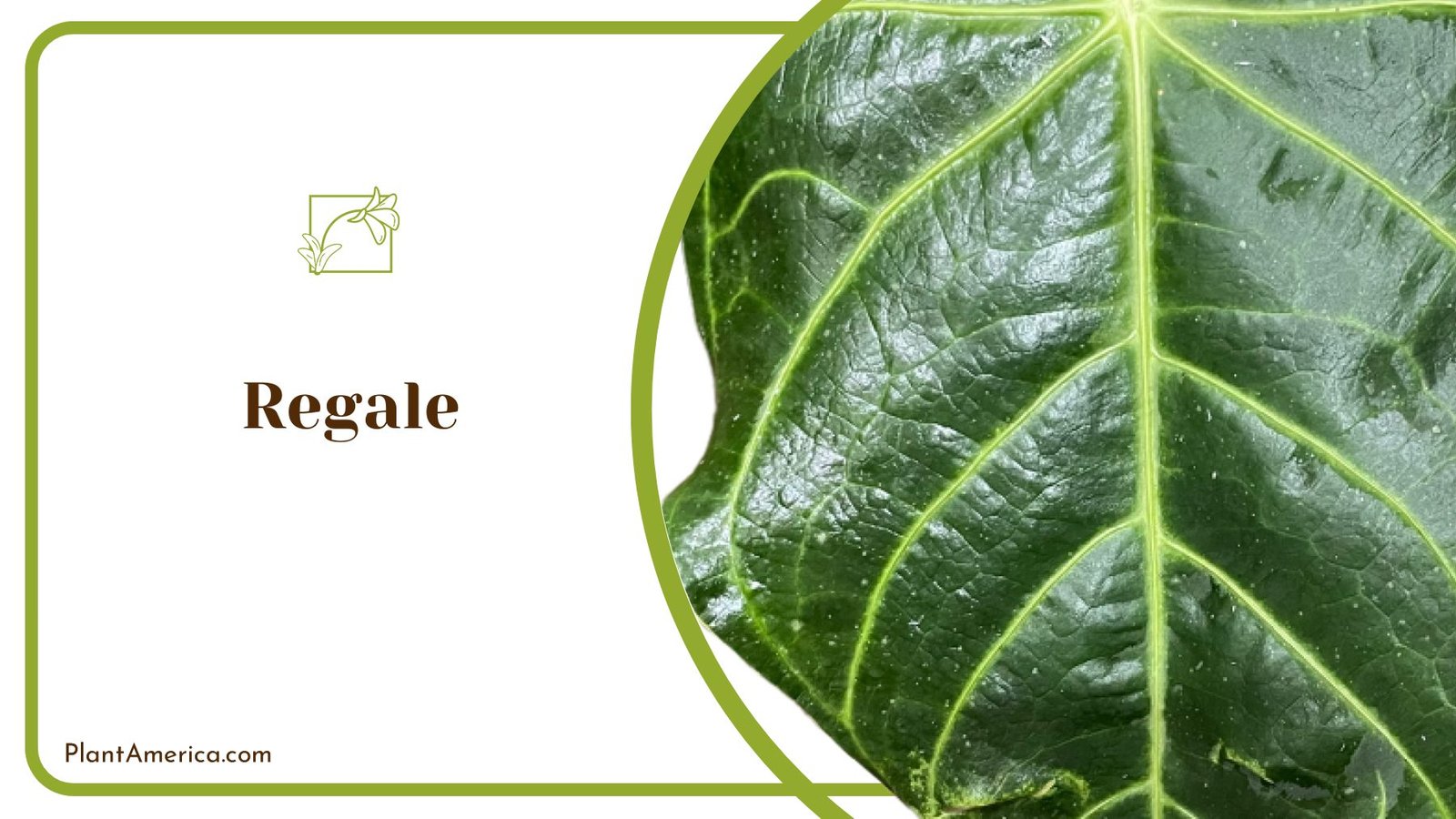 Perfect Regale Anthurium for Your Room ~ PlantAmerica