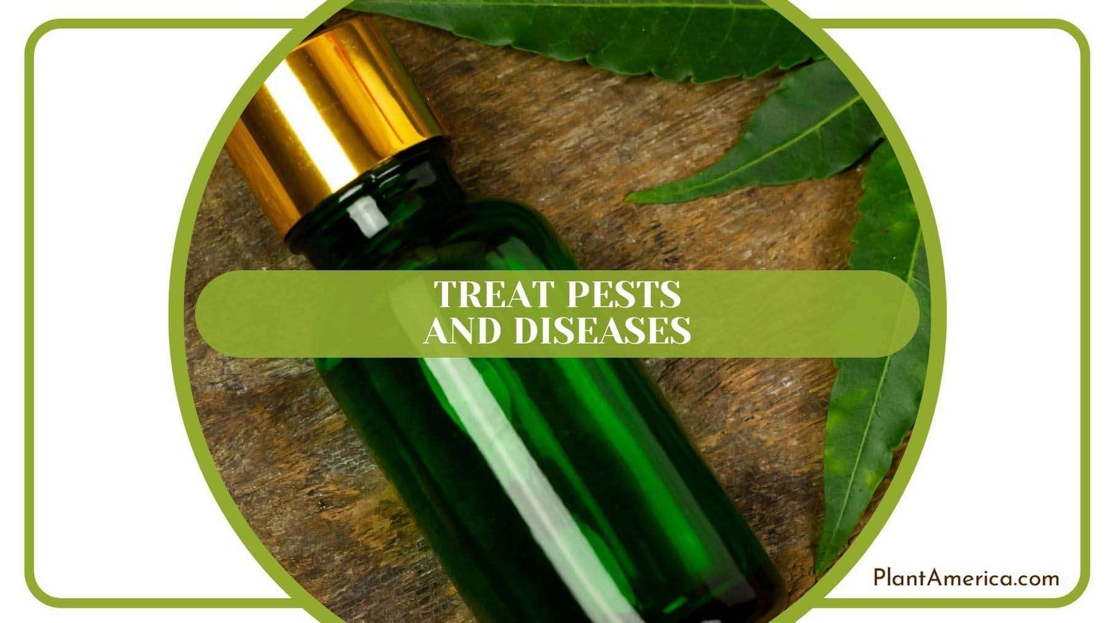 Pests and Diseases of Peace Lily PlantAmerica