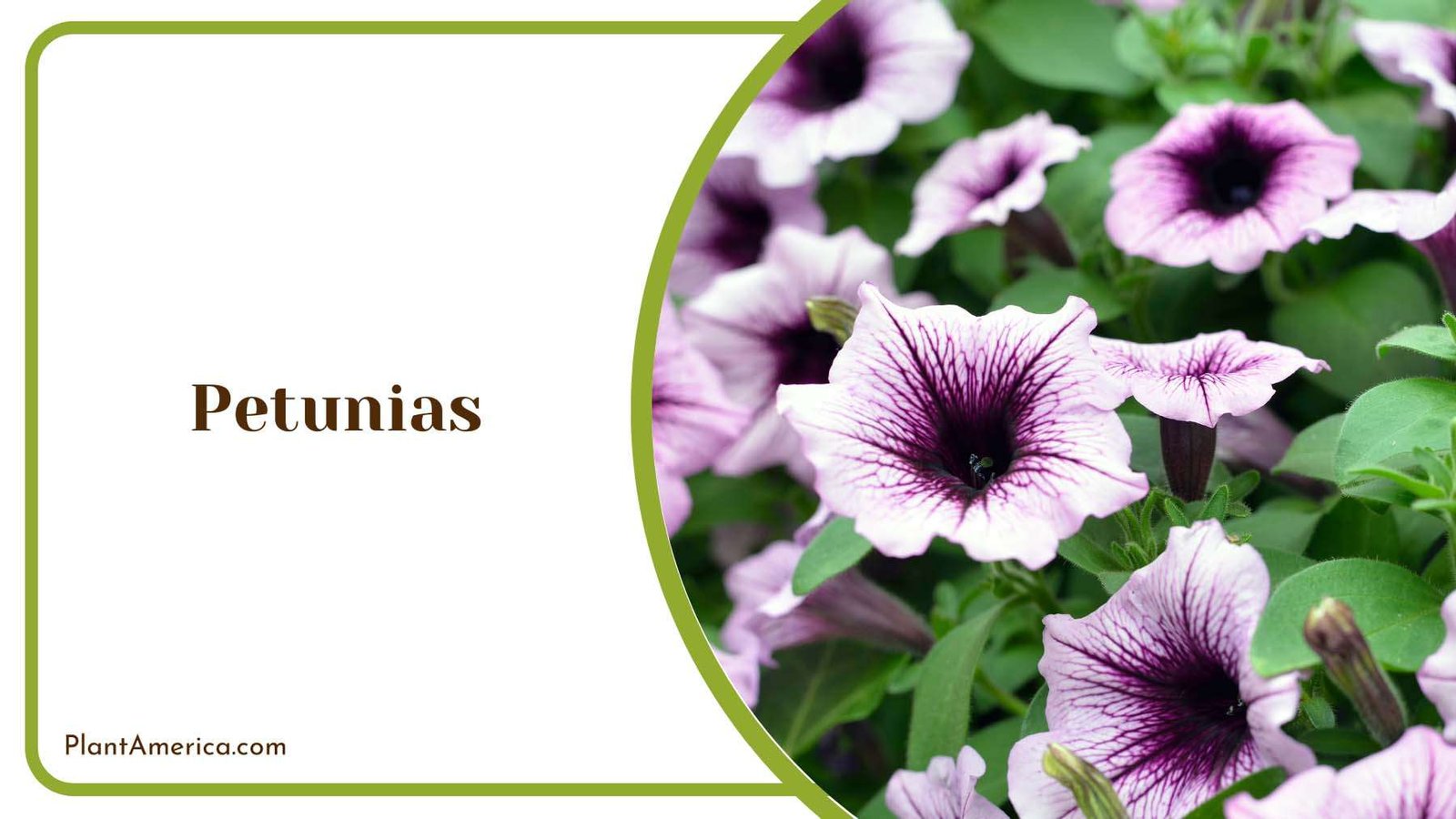Petunia Colourful Plant America