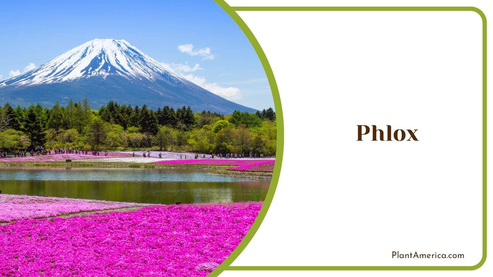 Pink Ground Phlox Plant America