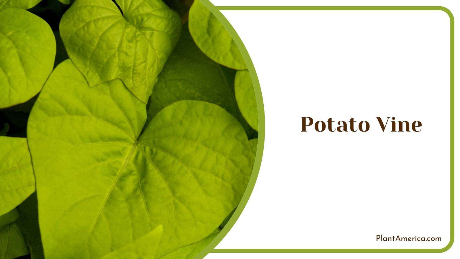 Potato Vine Golden Green Foliage Plant America Potato Vine Golden Green Foliage Plant America