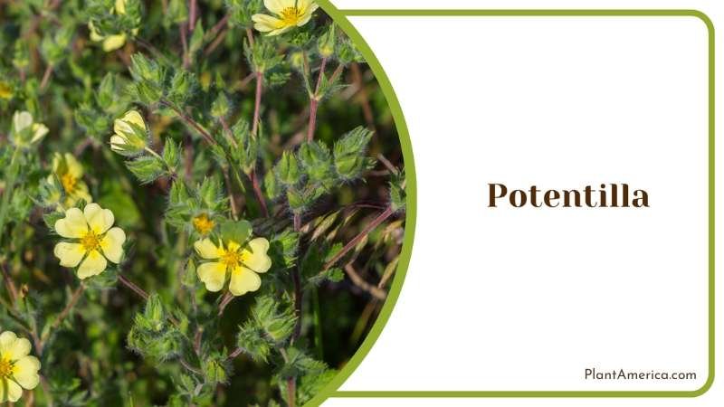 Potentilla Garden Beauty Plant America Potentilla Garden Beauty Plant America