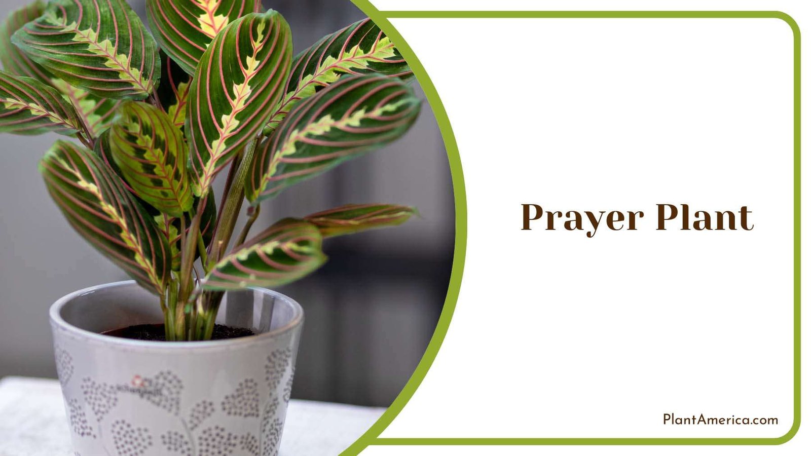 Prayer Plant Plant America