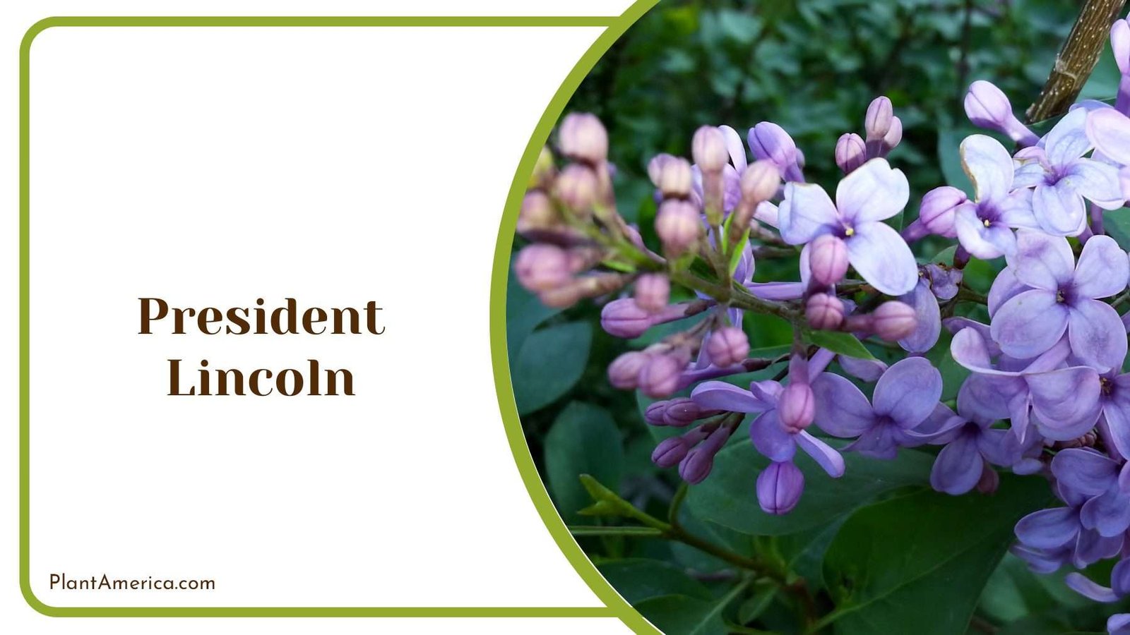 President Lincoln Blooms Plant America