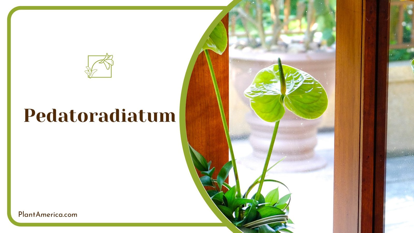 Pretty Inner Home Pedatoradiatum Anthurium ~ PlantAmerica