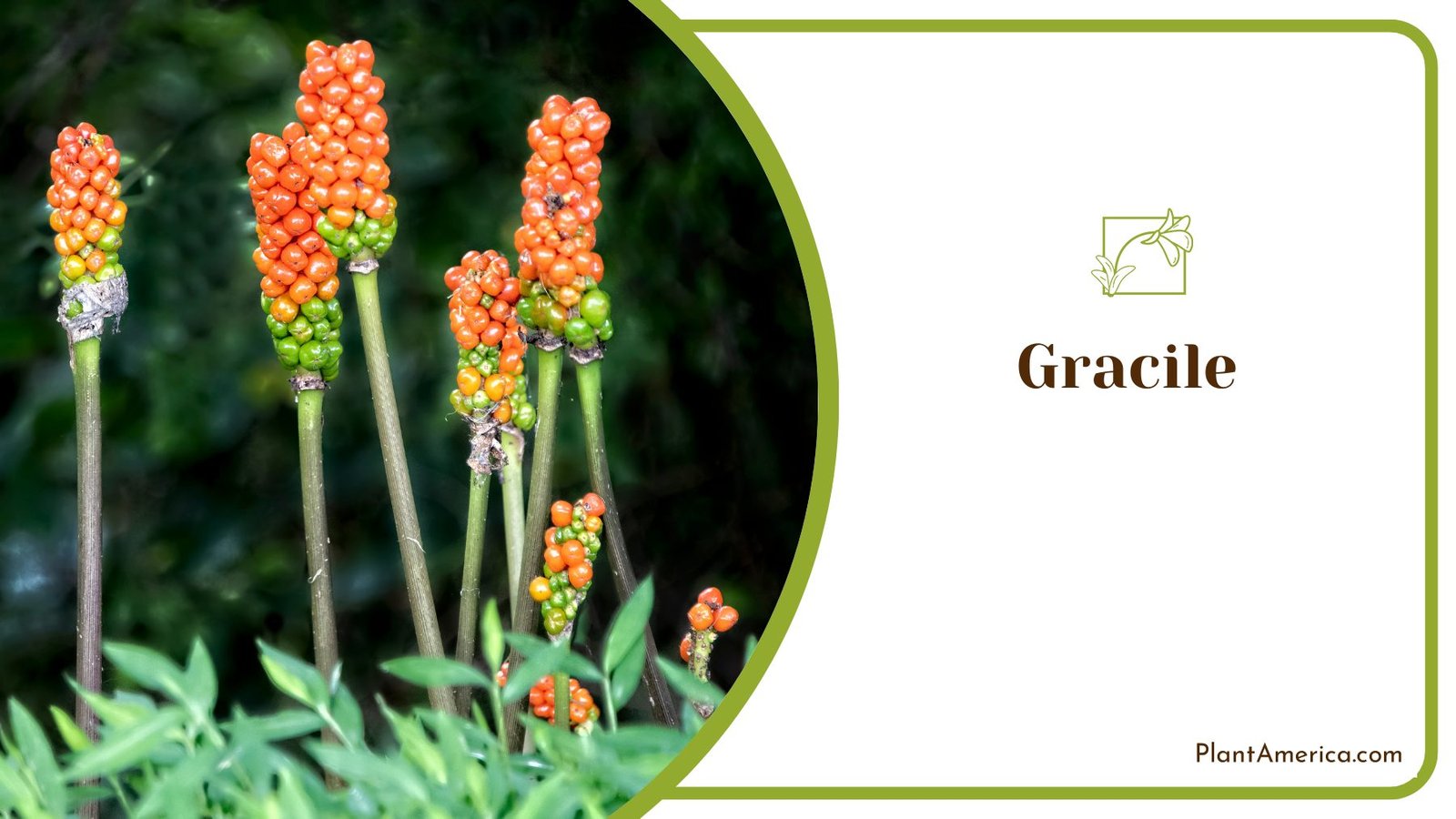 Pretty Under Roof Plant Gracile Anthurium ~ PlantAmerica