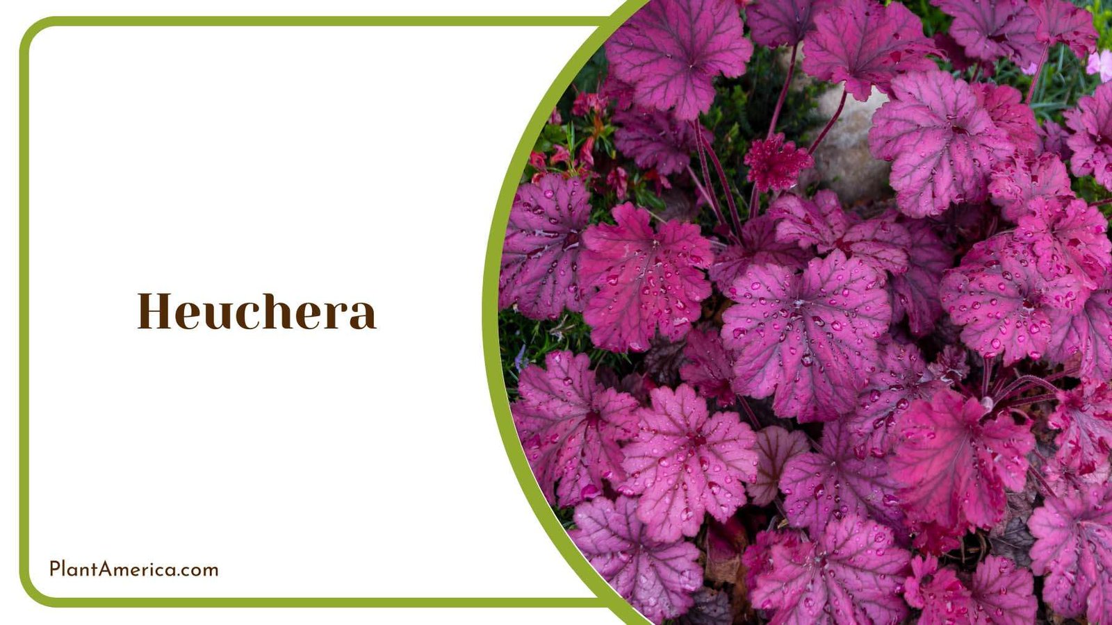 Purple Heuchera Blooms Plant America