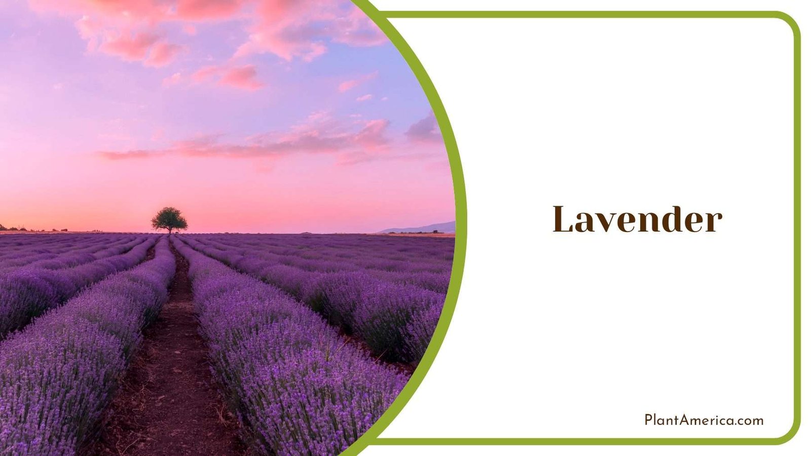 Purple Lavender With Fragrance Plant America