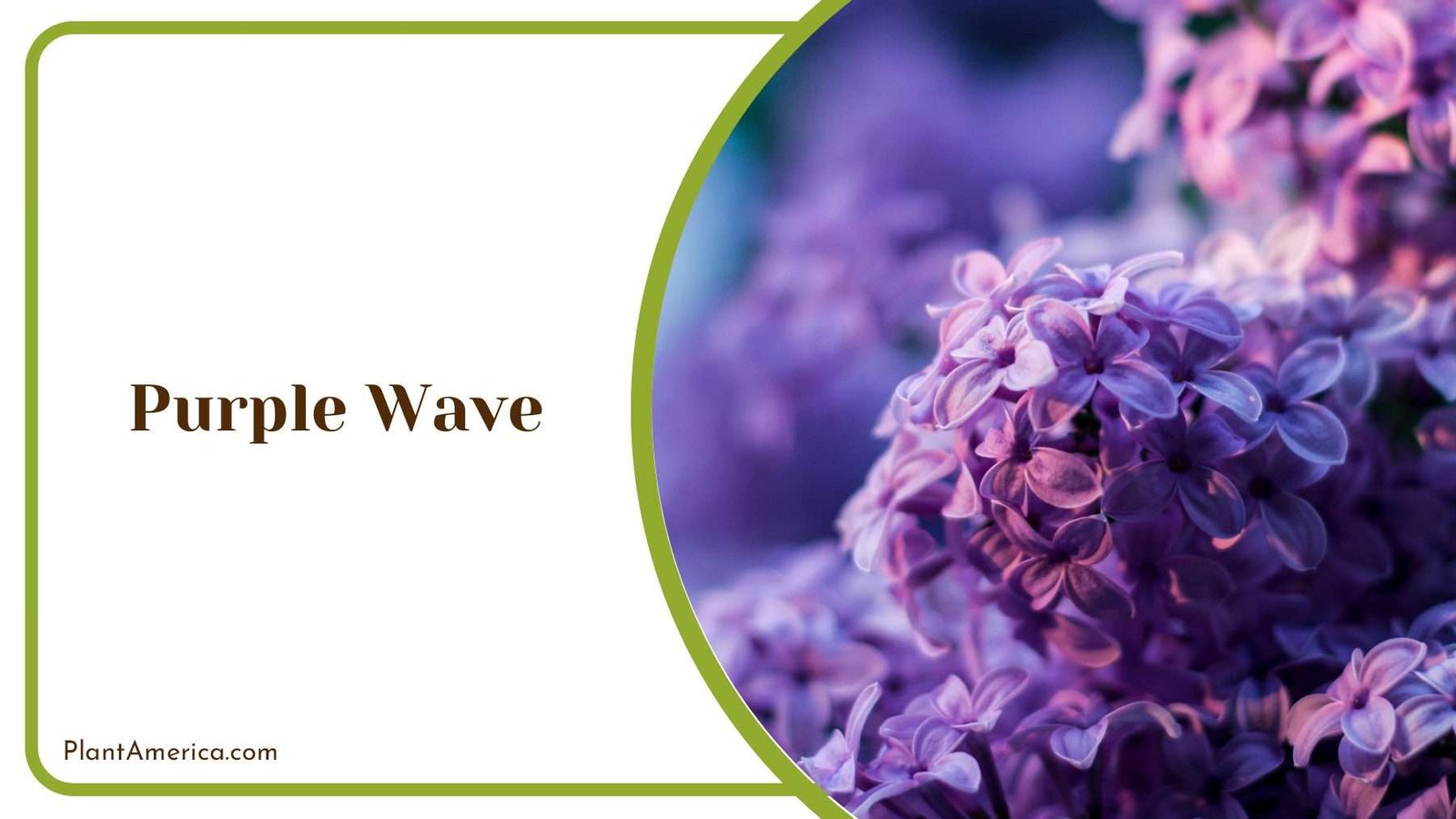 Purple Wave Flowers Plant America