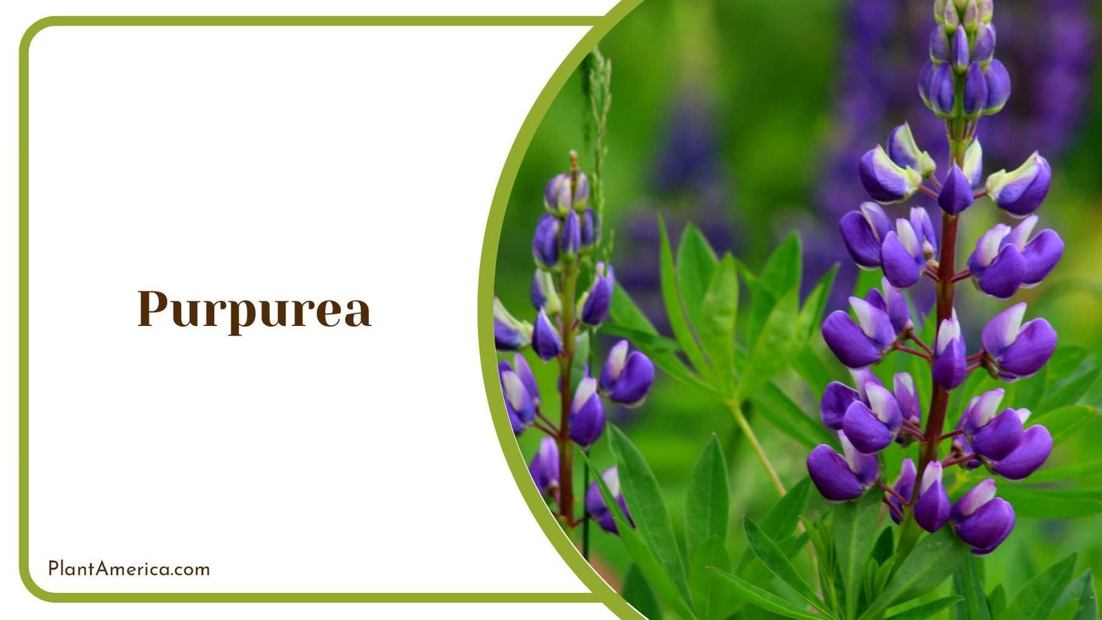 Purpurea With Purple Blooms Plant America