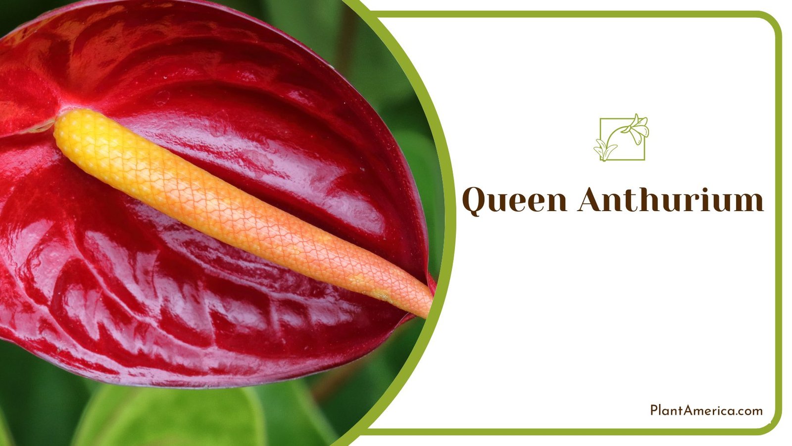 Queen Anthurium for Your House ~ PlantAmerica
