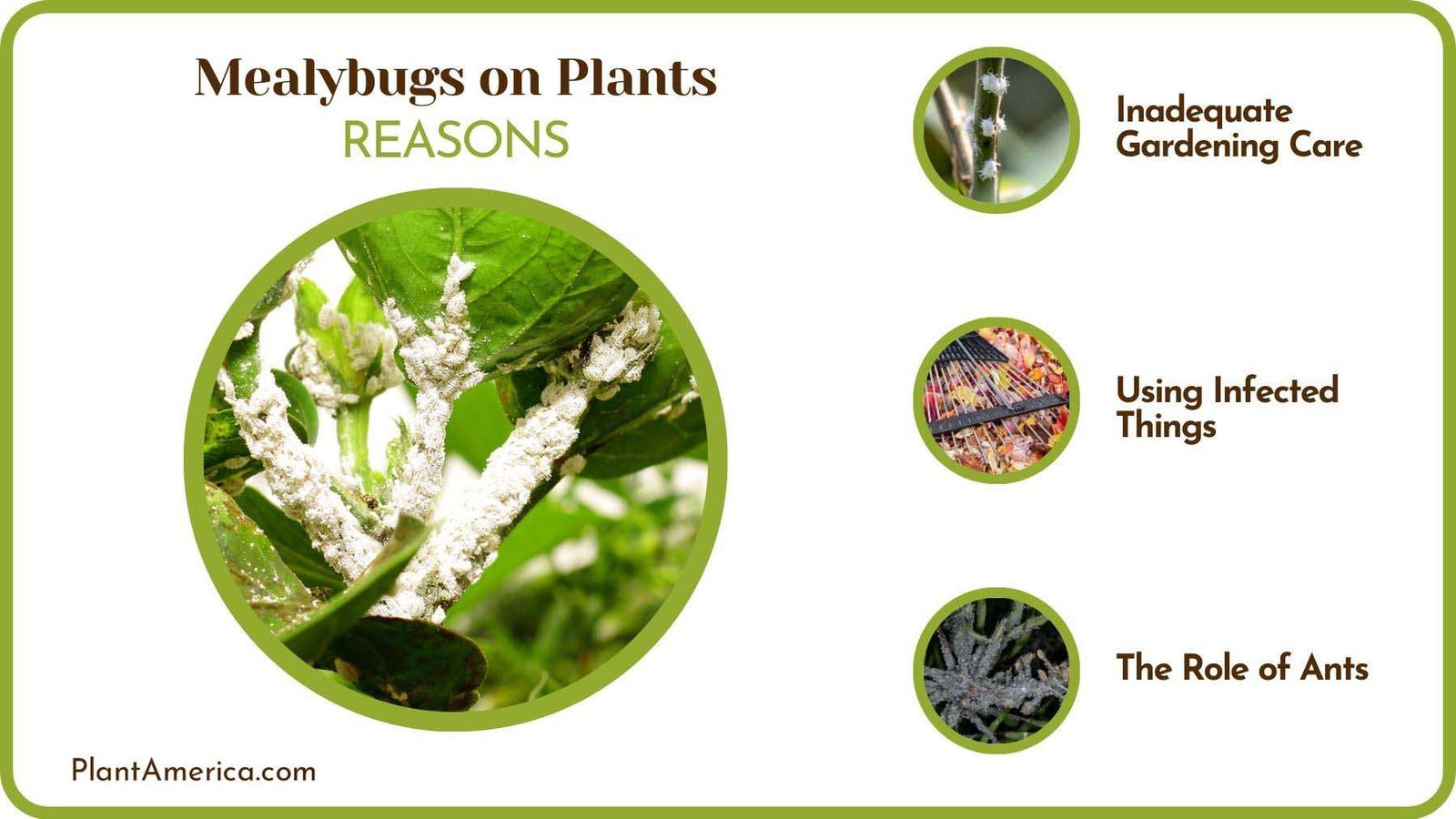 Reasons of Mealybugs on Plants Plant America Reasons of Mealybugs on Plants Plant America