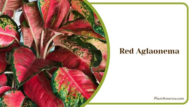 Red Aglaonema Elegance Nurturing Bold Leafy Beauty Plant America