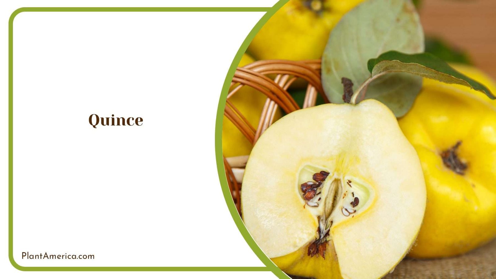 Rediscovering Quince Cultivation And Culinary Inspirations Rediscovering Quince Cultivation And Culinary Inspirations