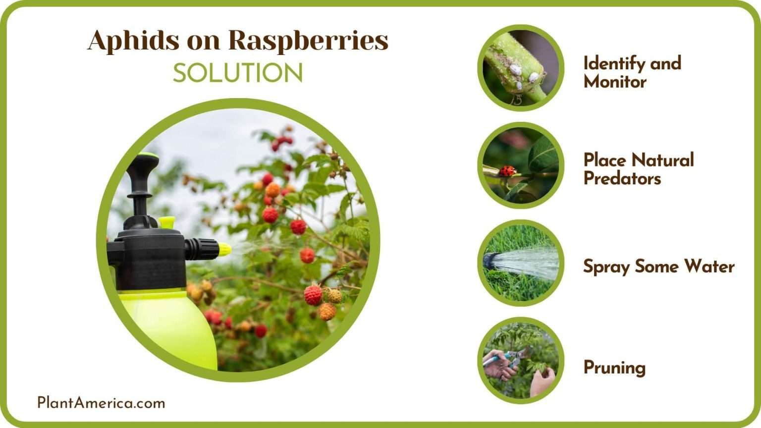 Aphids In Raspberry Aphids on Raspberries: The Best Prevention and Control Strategies ...