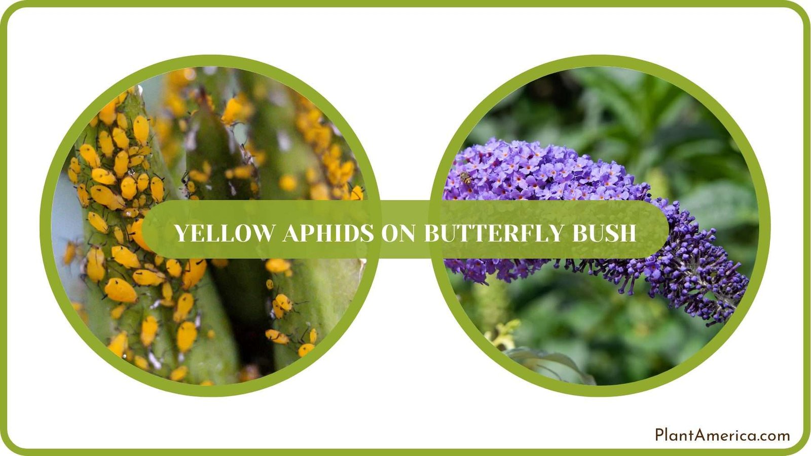 Removing Yellow Aphids Plant America Removing Yellow Aphids Plant America