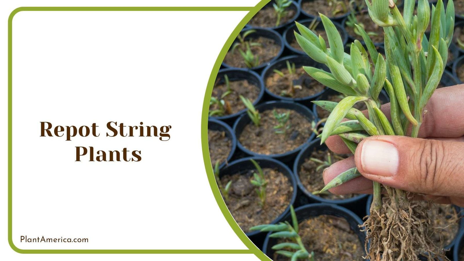 Repotting String Plants Plant America