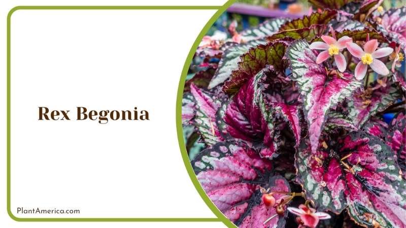 Rex Begonia Royalty Unveiling Exquisite Leafy Elegance Plant America