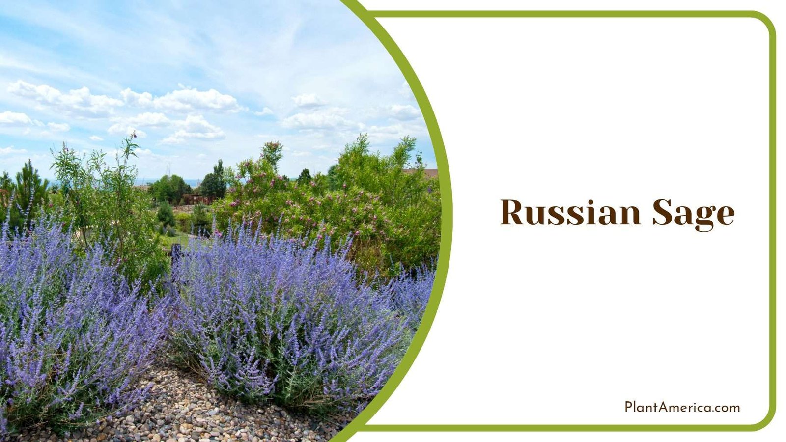 Russian Sage Tiny Flowers Plant America