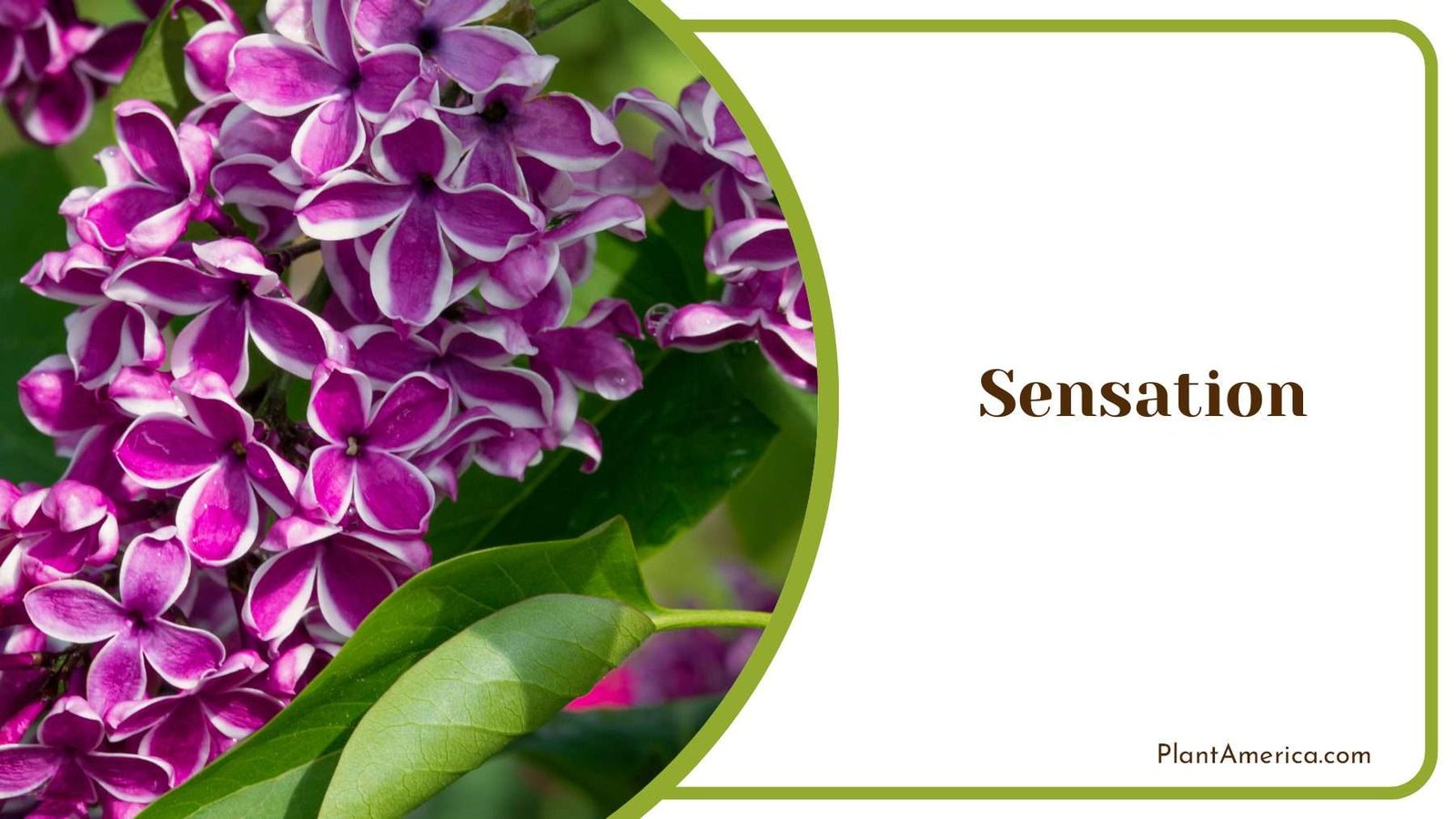 Sensation Pruple Flowers Plant America