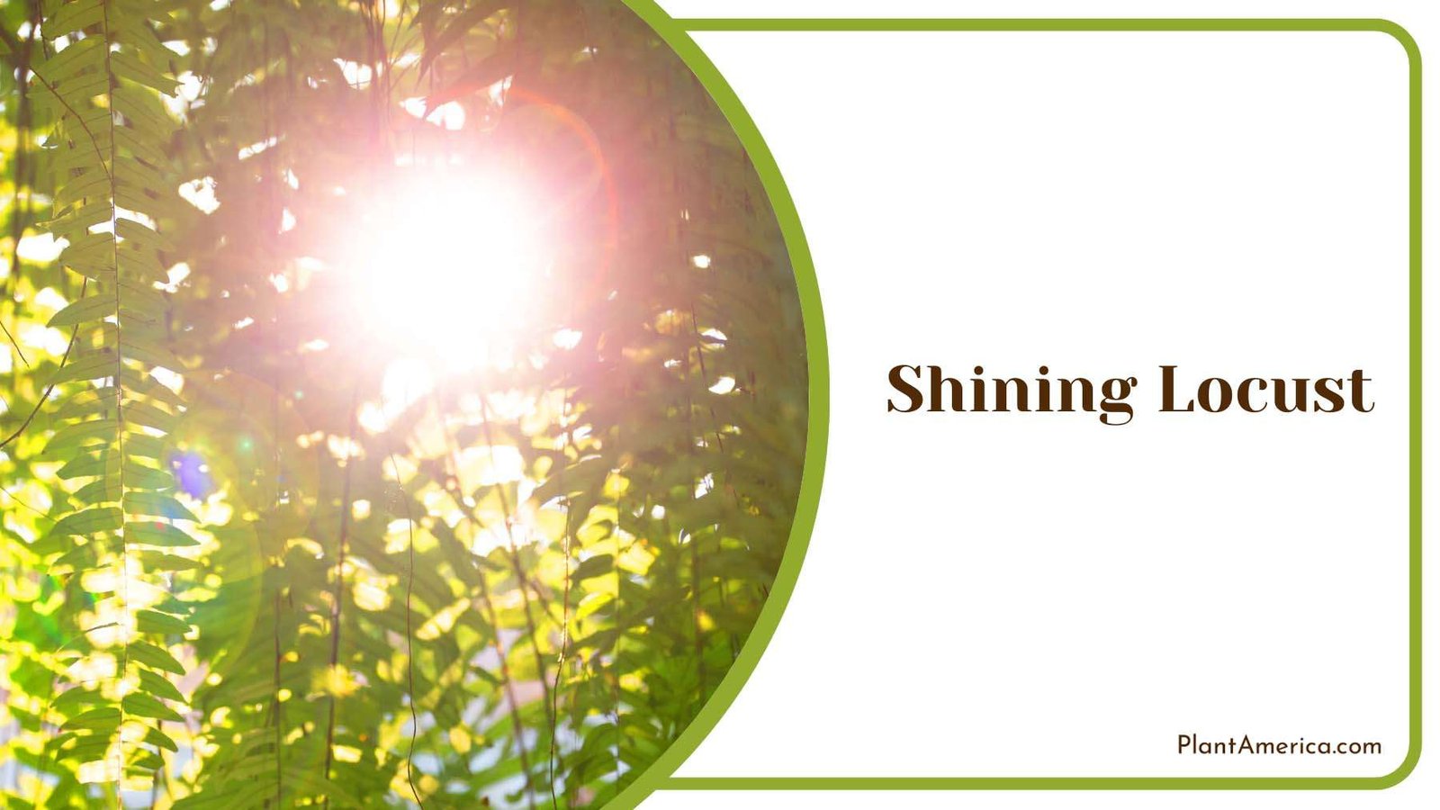 Shining Locust In Sunlight Plant America