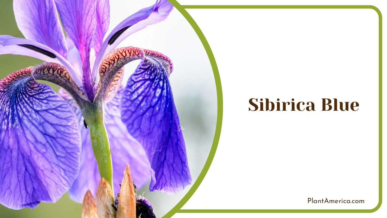 Sibirica Blue Flowers Plant America