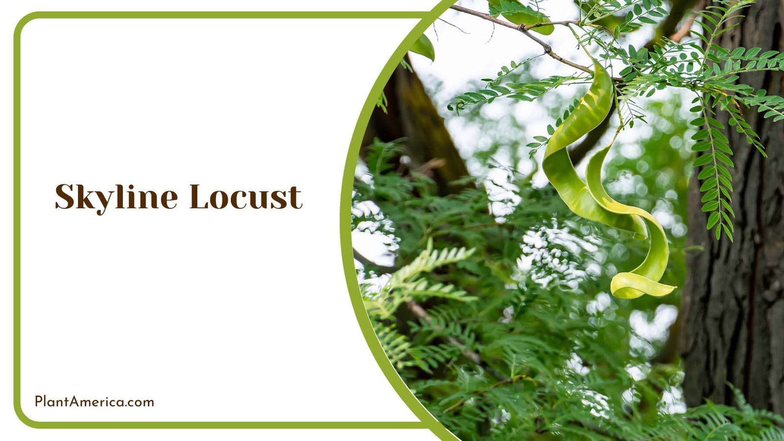 Skyline Locust Tree Plant America
