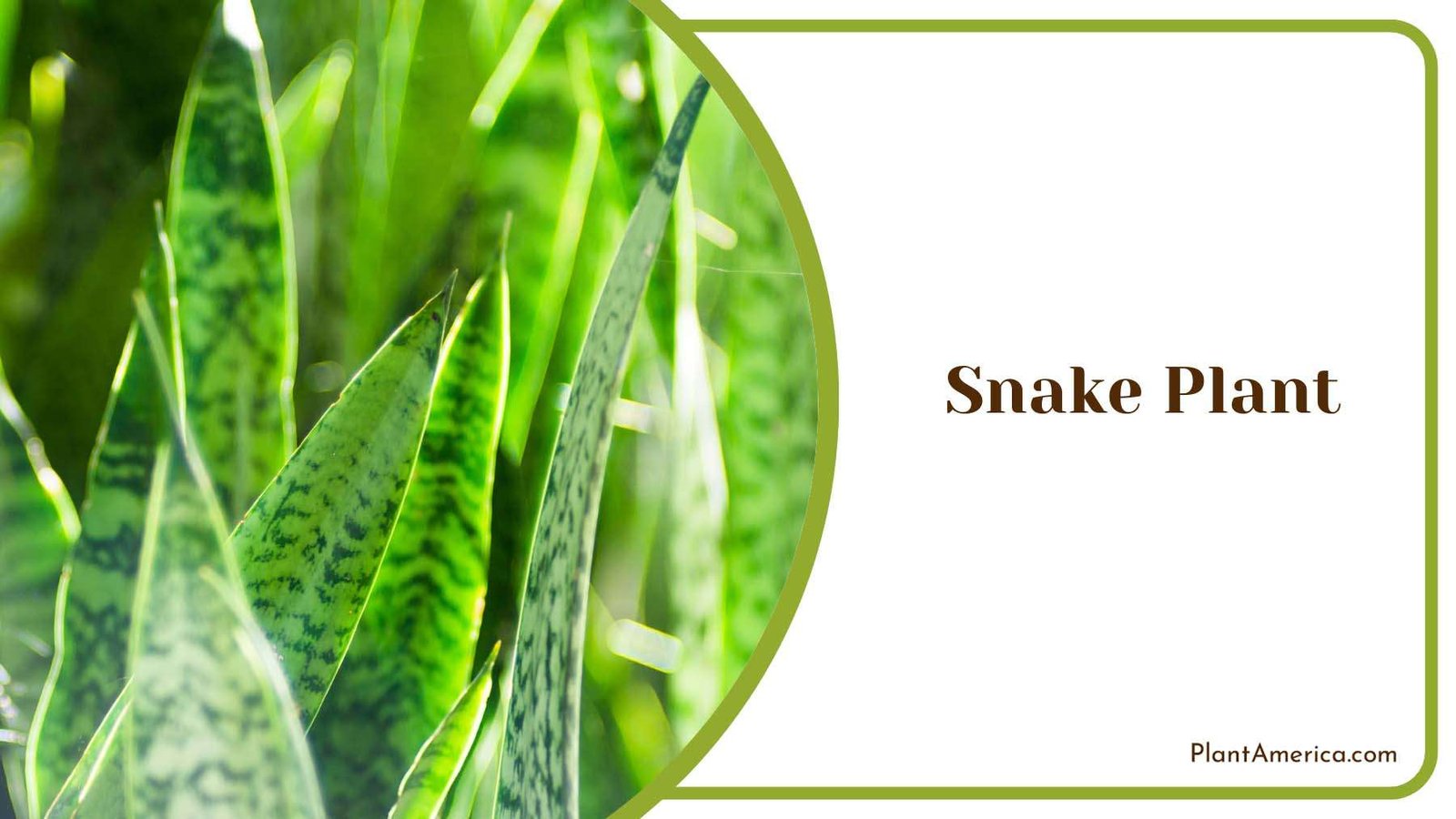 Snake Plant Low Light Plant America