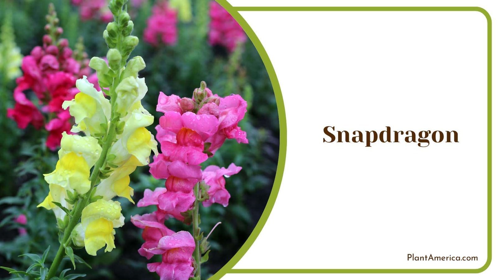 Snapdragon Tiny Flowers Plant America