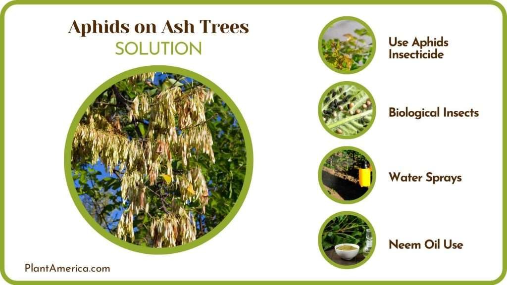 Aphids on Ash Trees: Causes and Measures Against Infestation - Plant ...