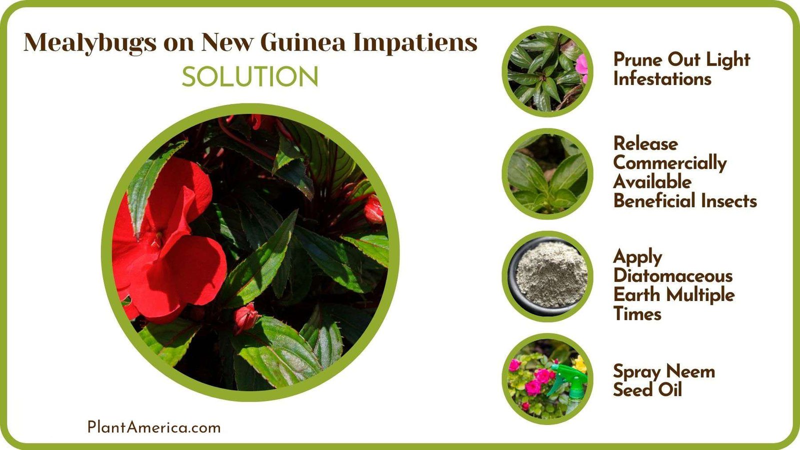 Solutions to Mealybugs on New Guinea Impatiens Plant America