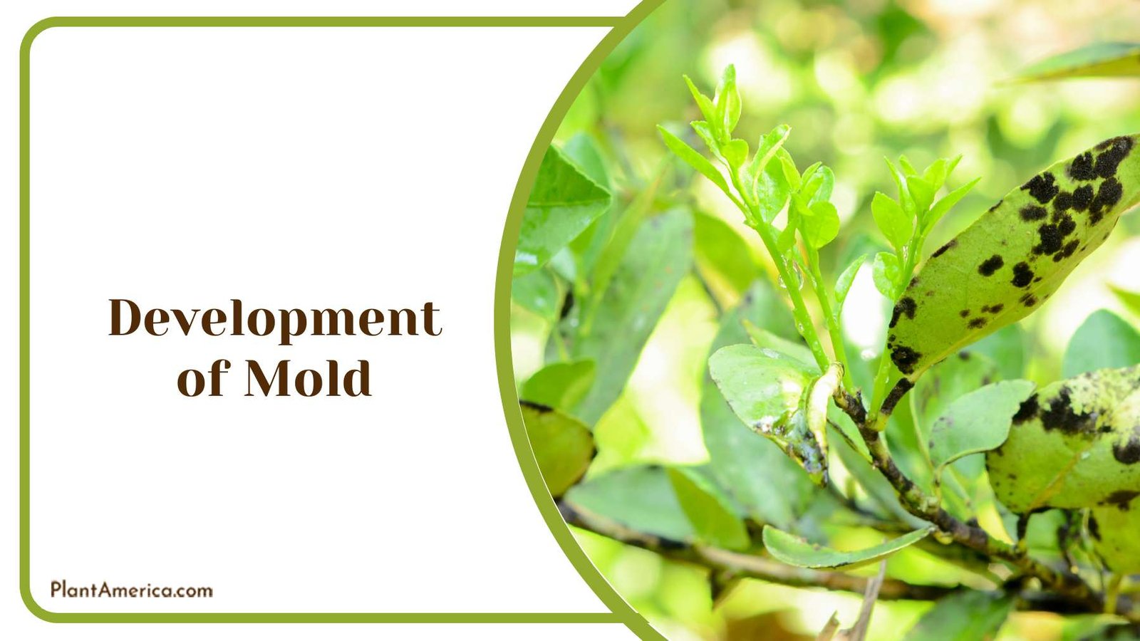 Sooty Mold on Plants PlantAmerica