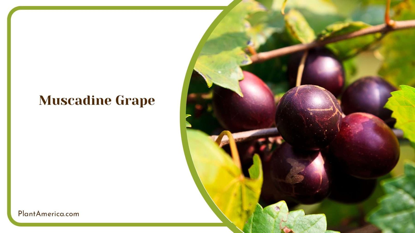 Southern Delights Muscadine Grape Growing And Enjoymen Southern Delights Muscadine Grape Growing And Enjoymen