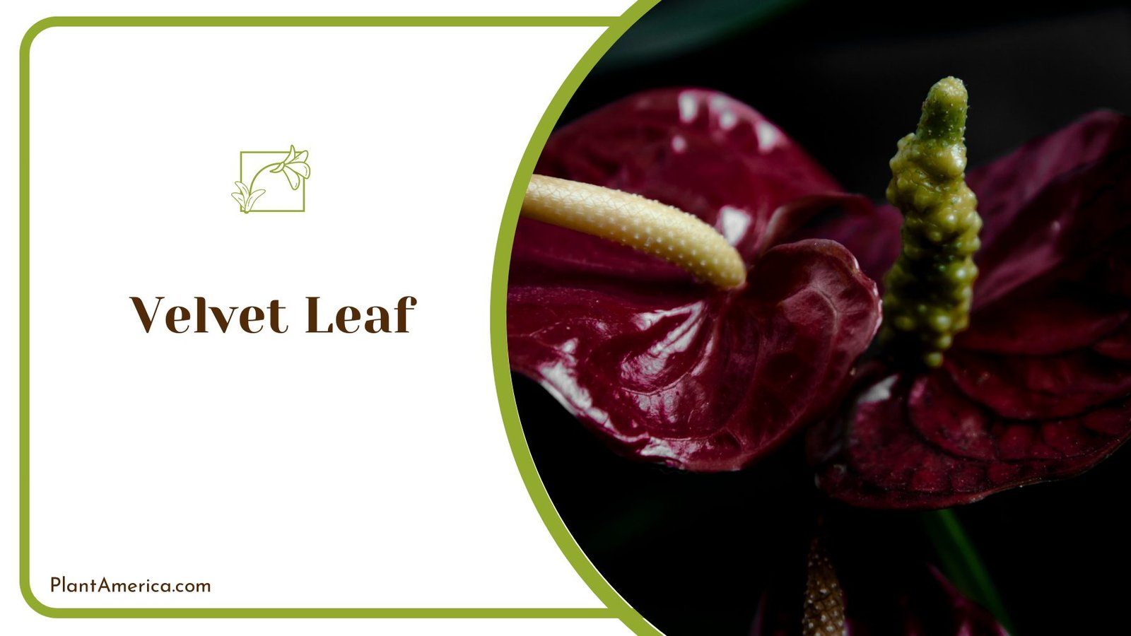 Spectacular Internal Plant Velvet Leaf Anthurium ~ PlantAmerica