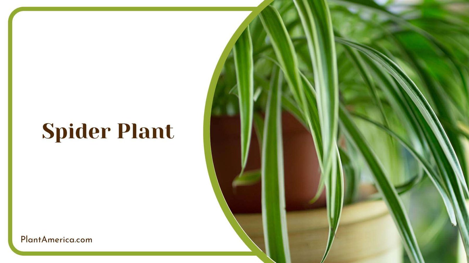 Spider Plant With Thin Leaves Plant America