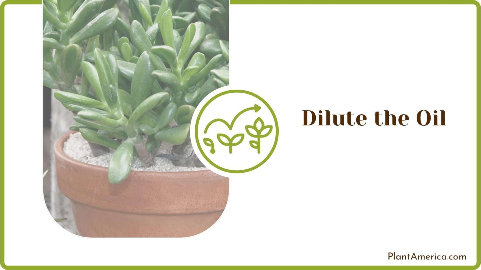 Spraying Oil on Jade Plant America