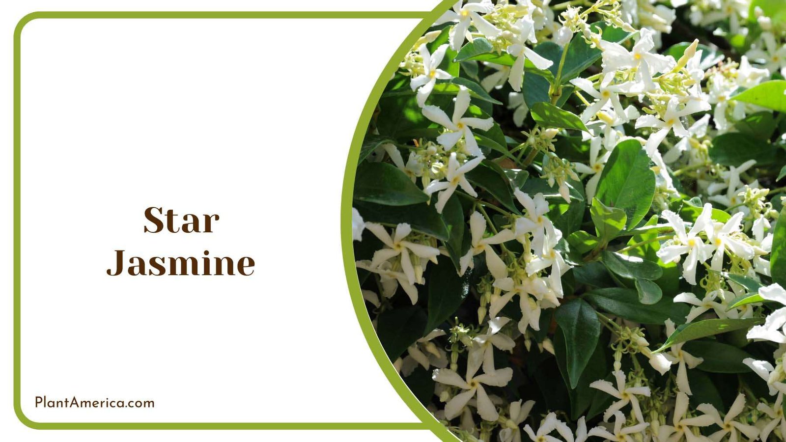 Star Jasmine Beautiful White Flowers Plant America Star Jasmine Beautiful White Flowers Plant America