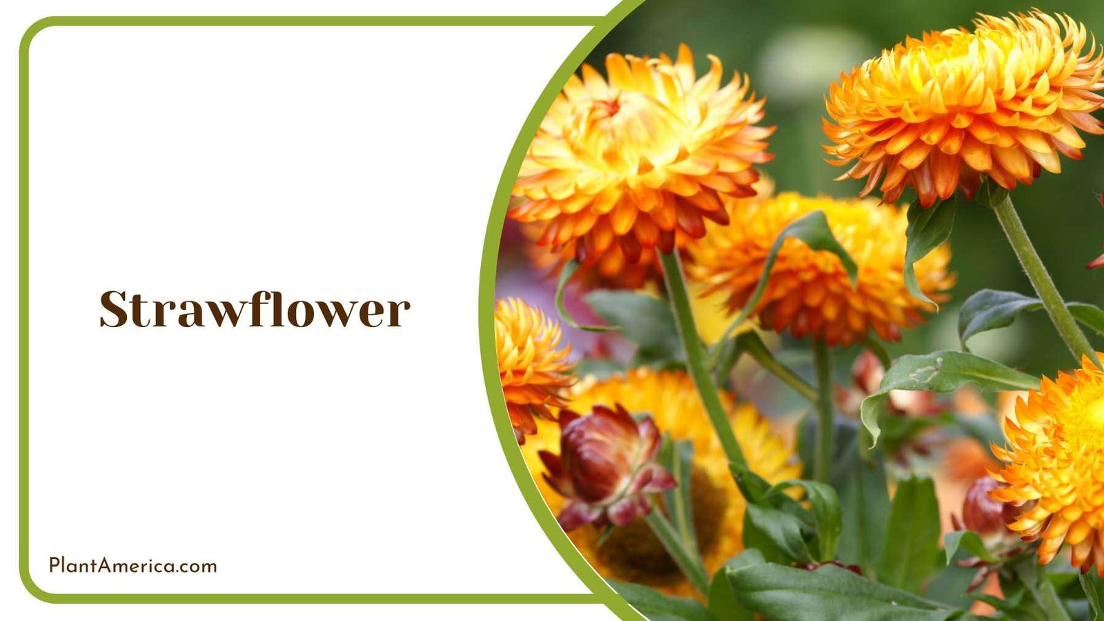 Strawflower Vibrant Blooms Plant America