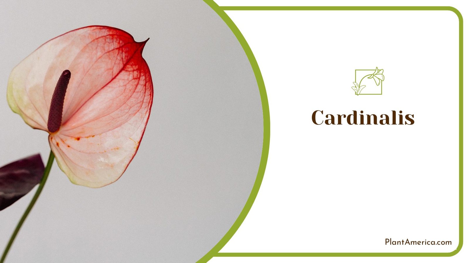 Stunning In House Cardinalis Anthurium ~ PlantAmerica