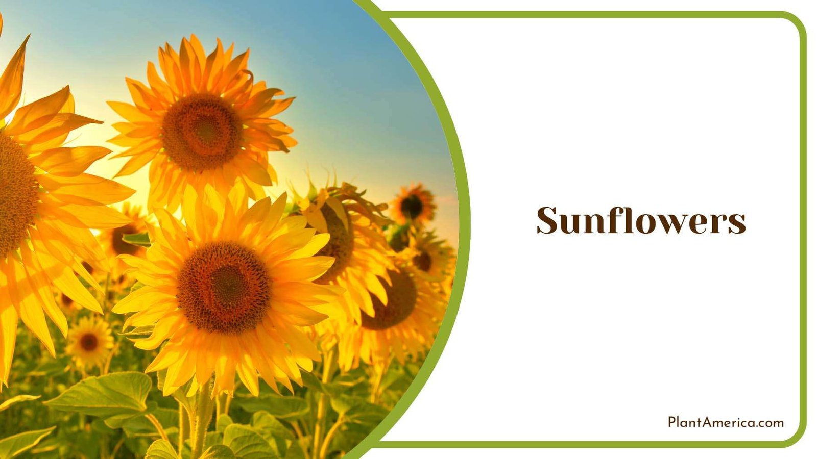 Sunflower Beauty Of Garden Blooms Plant America