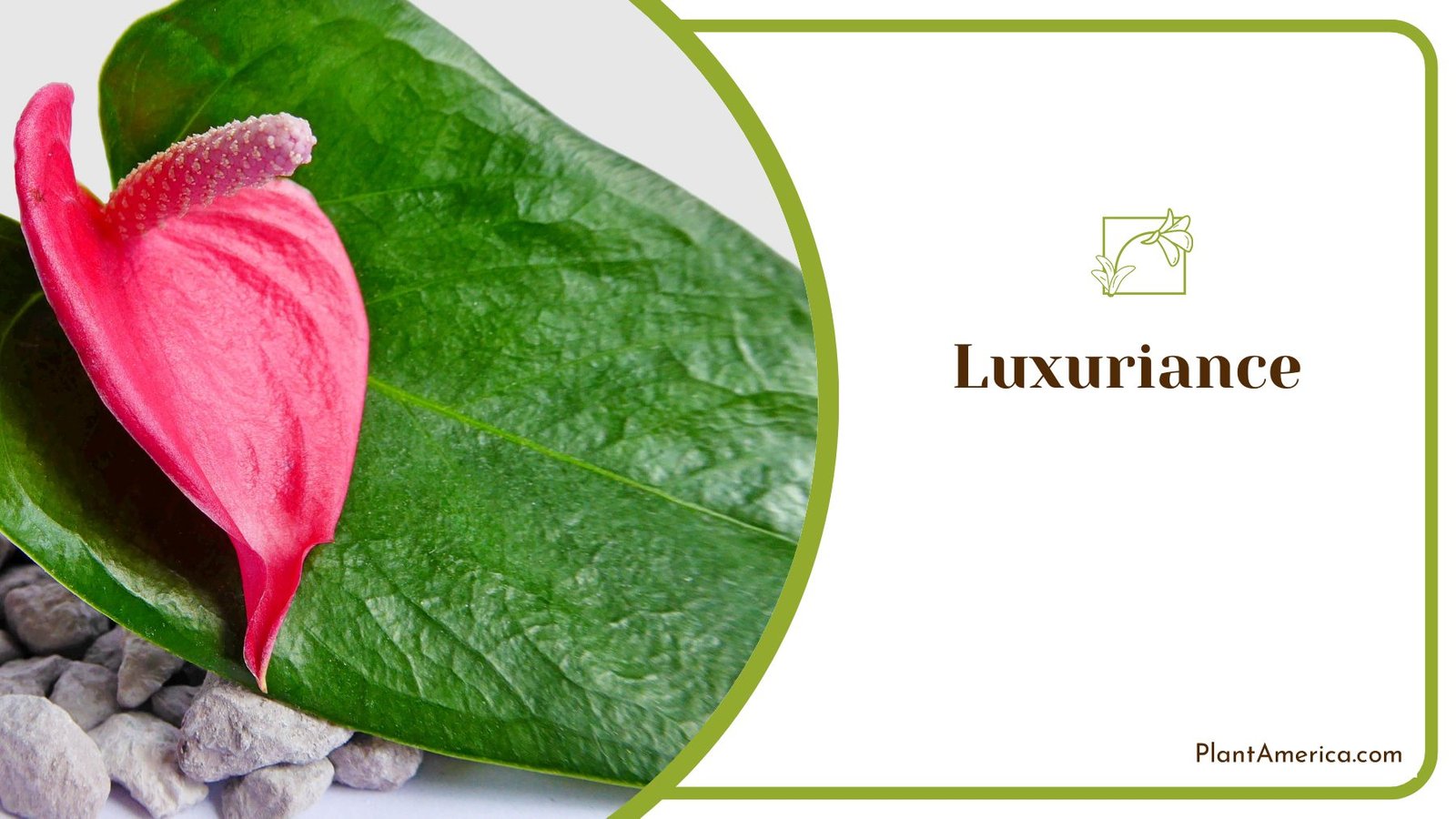 Superb Luxuriance In House Anthurium ~ PlantAmerica