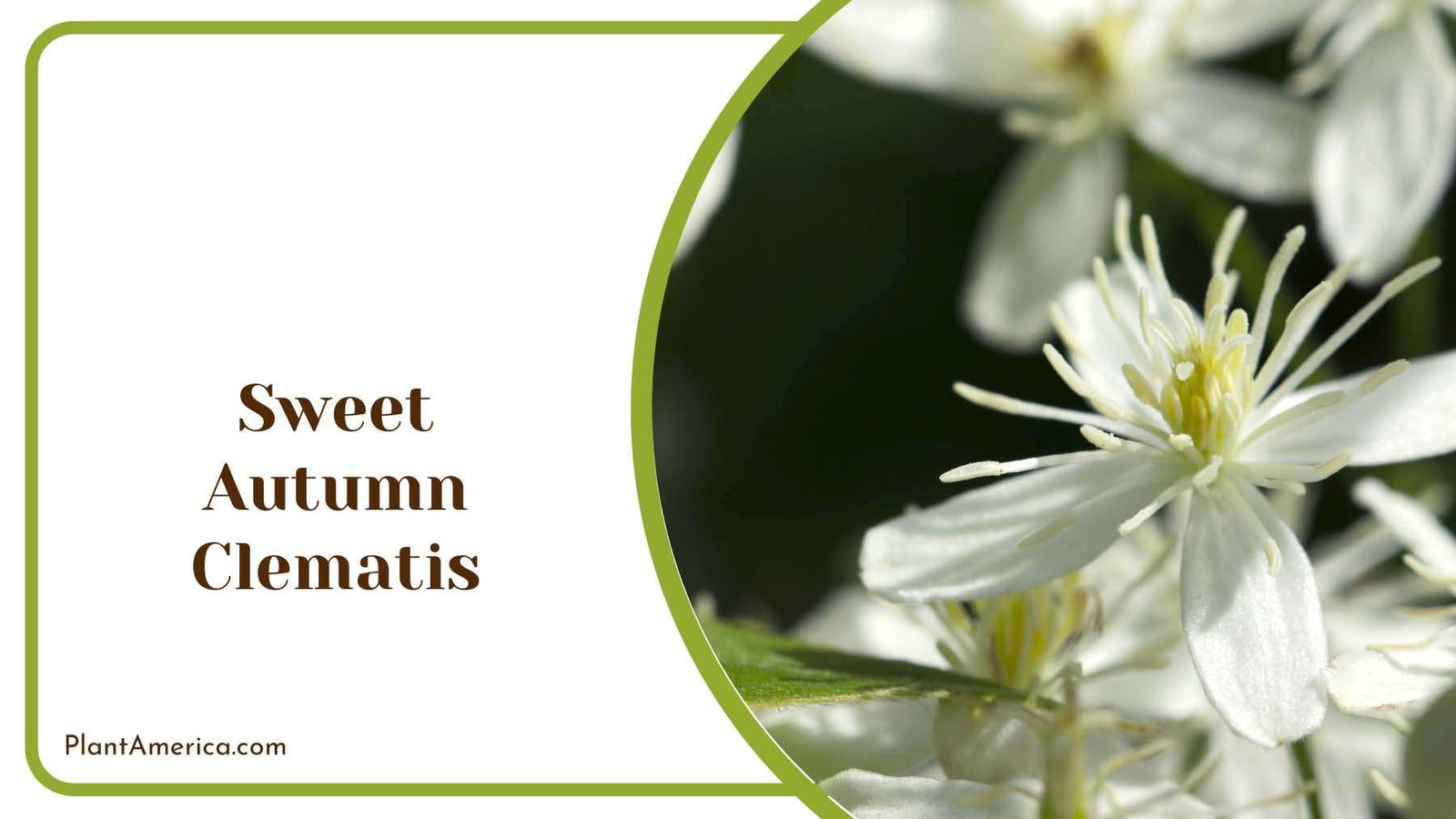 Sweet Autumn Clematis White Flower Plant America Sweet Autumn Clematis White Flower Plant America