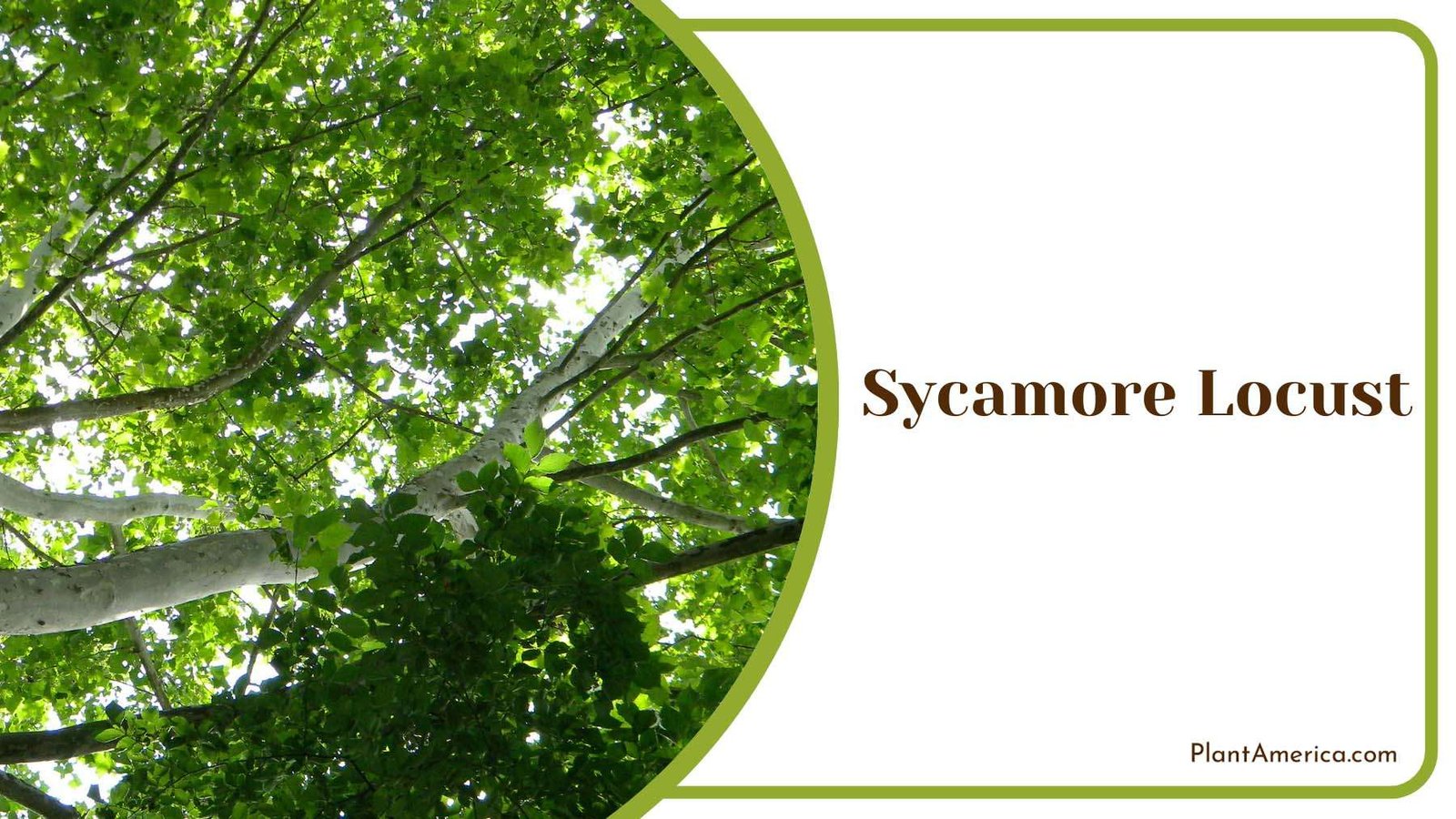 Sycamore Locust Plant America