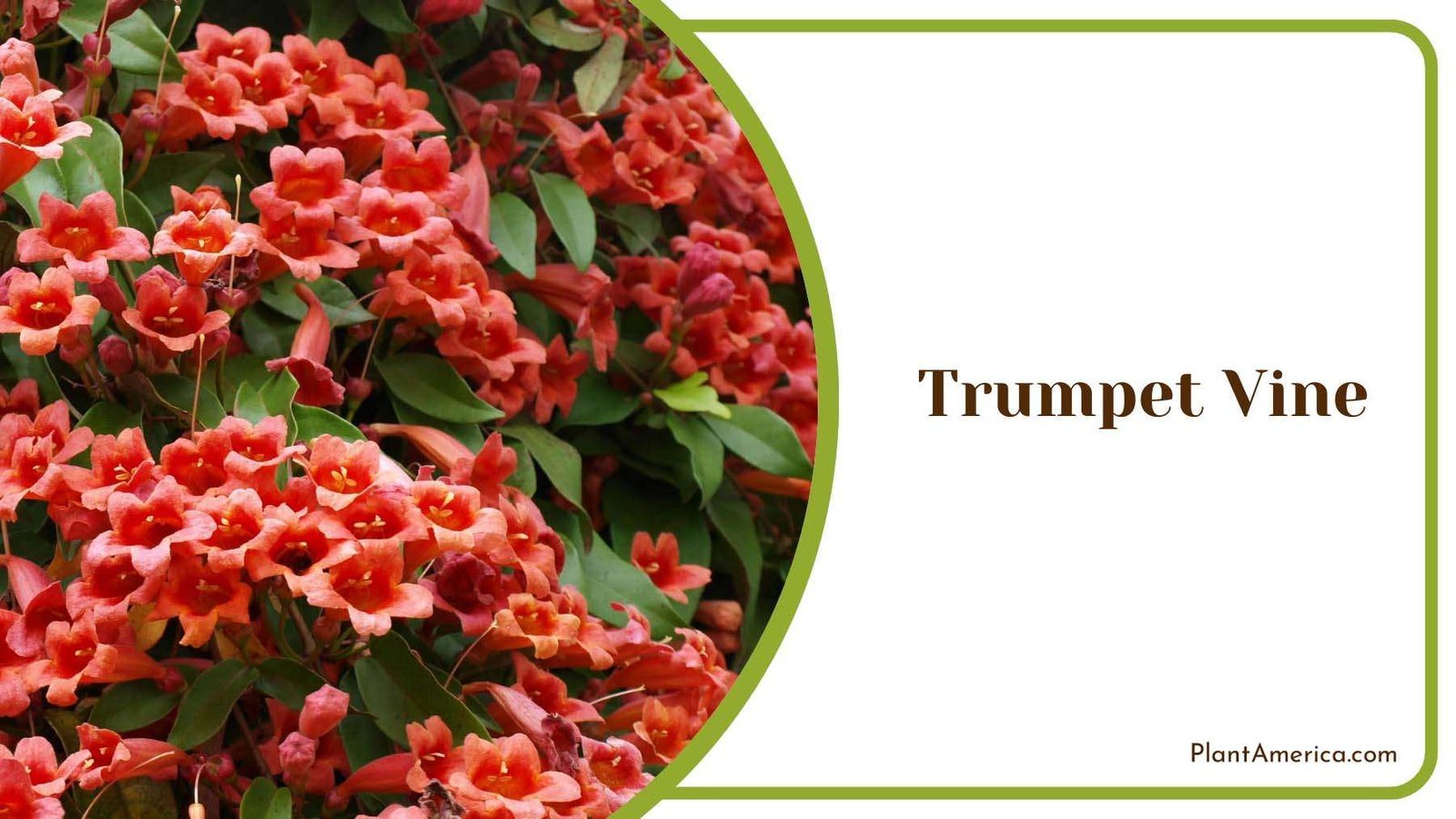 The Beauty Of Trumpet Vine Plant America The Beauty Of Trumpet Vine Plant America