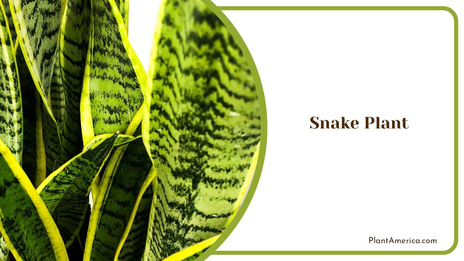 Thriving With Grace Nurturing Snake Plants With Care Plant America