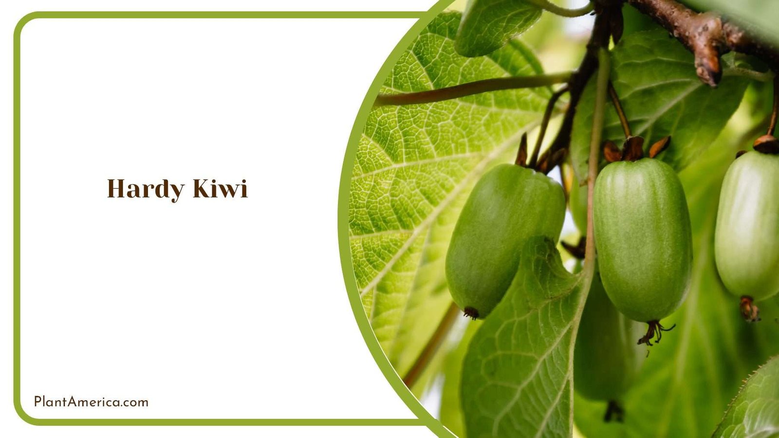 Thriving With Hardy Kiwi Cultivation Guide Thriving With Hardy Kiwi Cultivation Guide